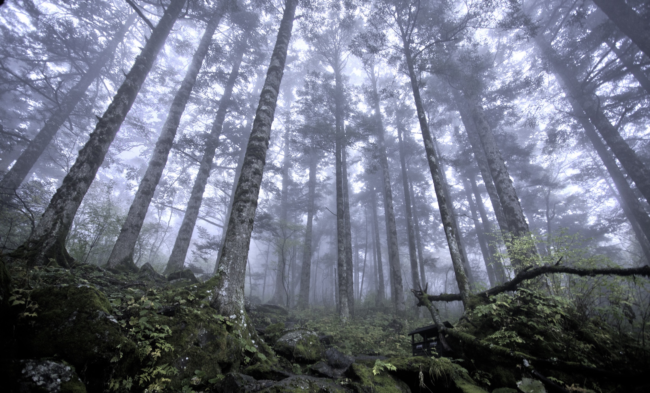 Virgin forest in Shennongjia Forestry District 